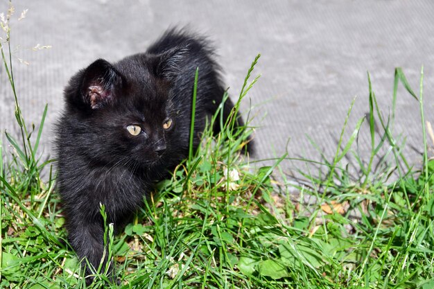 Affascinante gattino birichino gioca nel cortile di una casa di villaggio