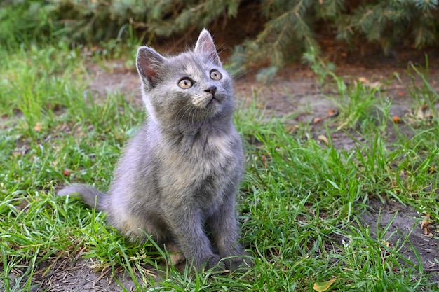 Affascinante gattino birichino gioca nel cortile di una casa di villaggio