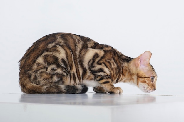 affascinante gatto bengala in posa in uno studio fotografico