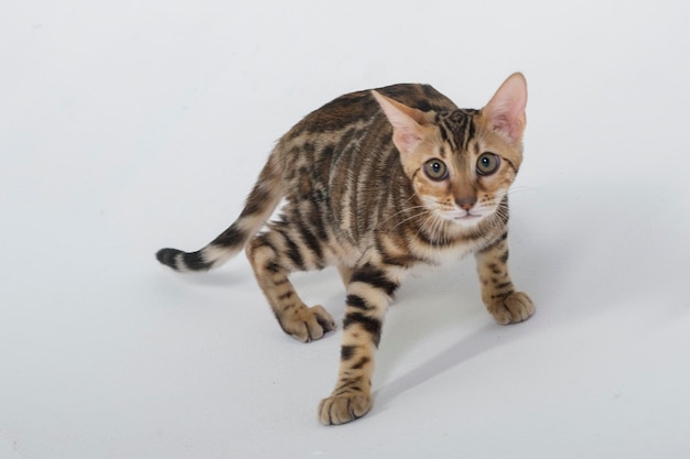 affascinante gatto bengala in posa in uno studio fotografico