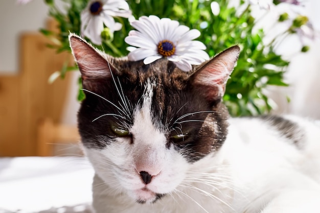 Affascinante gatto bianco e nero con margherita rosa sulla testa Vacanze primaverili Luce solare Gatti divertenti