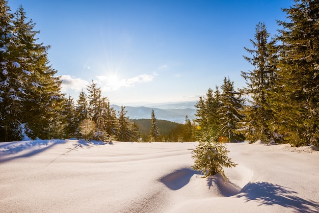 Affascinante paesaggio di una fitta foresta di conifere che cresce su colline innevate contro una superficie di cielo blu e nuvole bianche in una soleggiata gelida giornata invernale