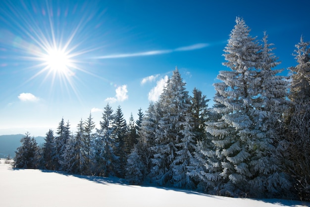 Affascinante paesaggio invernale con un pendio innevato e alberi che crescono contro un cielo blu e nuvole bianche in una soleggiata giornata invernale gelida. Il concetto di ambiente naturale incontaminato