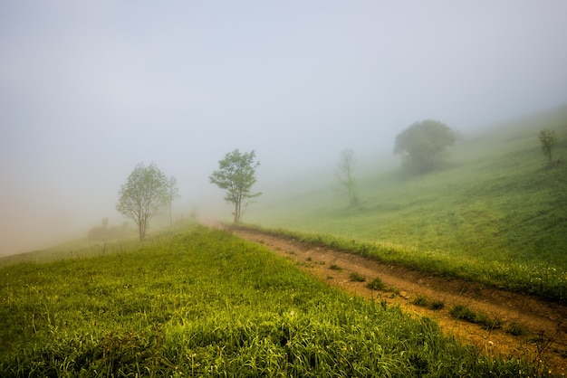 Affascinante paesaggio mistico di una strada e di una foresta che crescono su un pendio di montagna coperto da una fitta nebbia