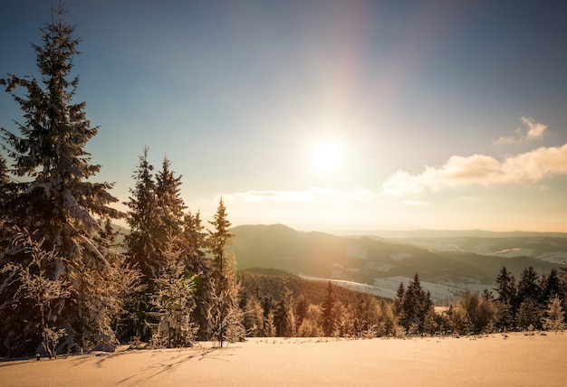 Affascinante paesaggio soleggiato di una foresta invernale situata su un pendio innevato in una gelida giornata invernale di sole. La fine di una vacanza in una stazione sciistica