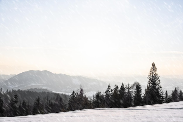 Affascinante paesaggio soleggiato di una foresta invernale situata su un pendio innevato in una gelida giornata invernale di sole. La fine di una vacanza in una stazione sciistica