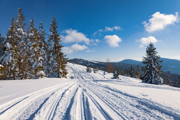 Affascinante paesaggio soleggiato di una foresta invernale situata su un pendio innevato in una soleggiata giornata invernale gelida