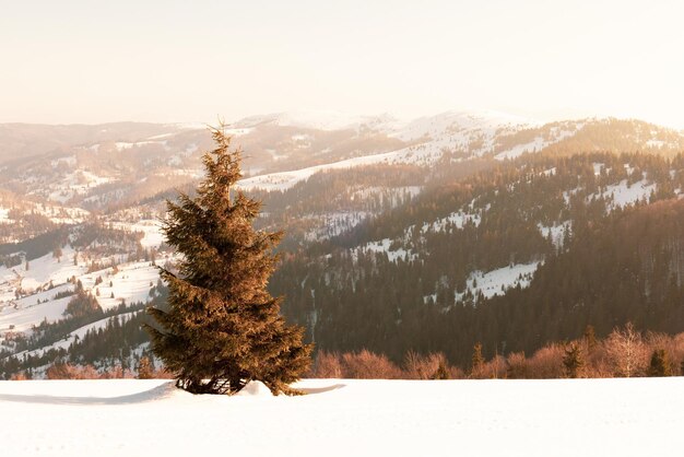 Affascinante paesaggio soleggiato di una foresta invernale