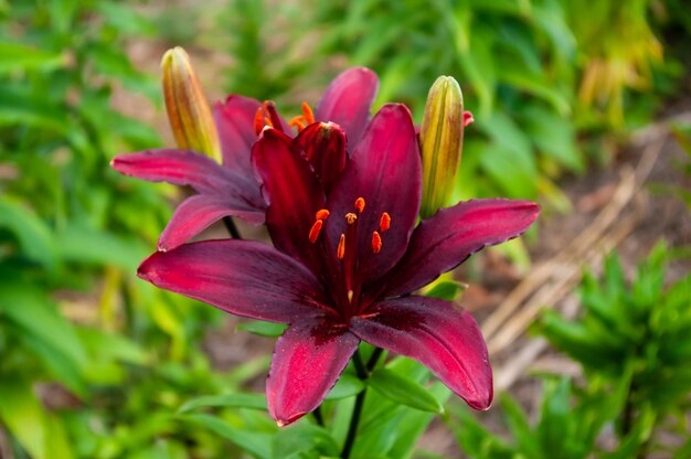 Affascinanti gigli nel mio giardino