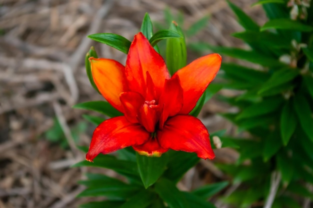 Affascinanti gigli nel mio giardino