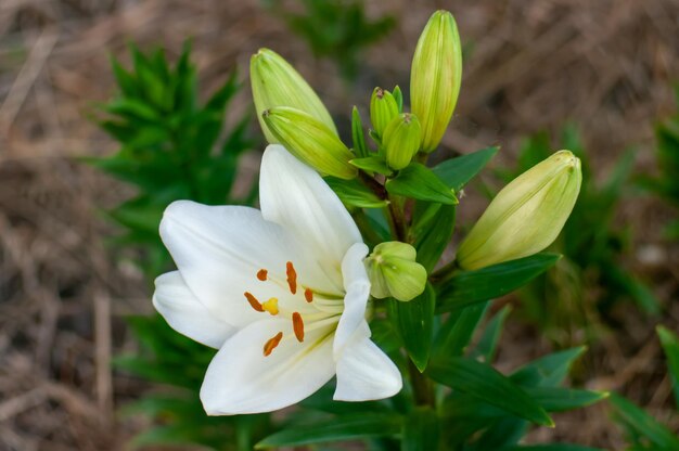 Affascinanti gigli nel mio giardino