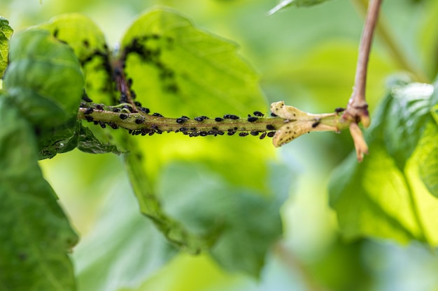 Afidi mosca nera fagiolo nero sulle foglie Primo piano di una pianta ricoperta di insetti parassiti neri