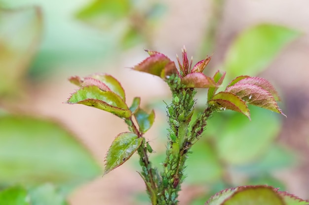 Afidi verdi sulle rose I parassiti danneggiano la pianta e diffondono malattie