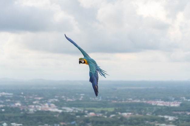 Africa macaw flying