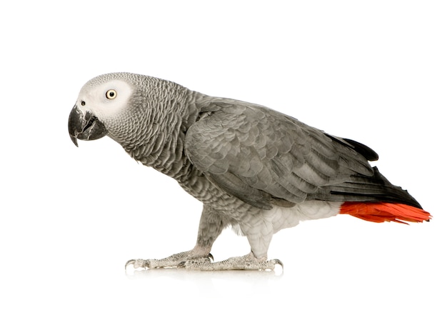 African Grey Parrot - Psittacus erithacus di fronte su un bianco isolato