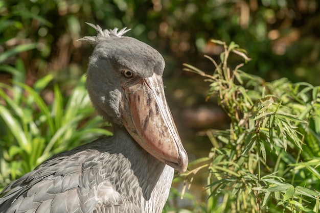 African Shoebill, Balaeniceps rex, noto anche come Whalehead o Shoe-billed Stork