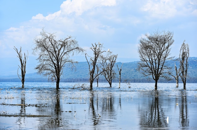 Afrykanskye derevya secco in acqua al lago Nakuru