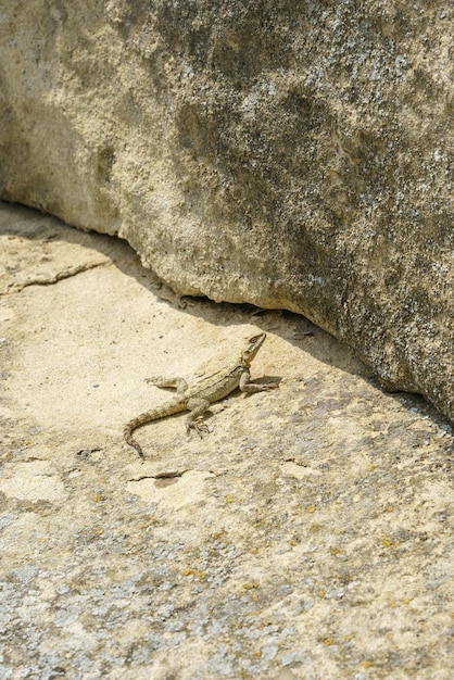 Agama caucasica su una roccia