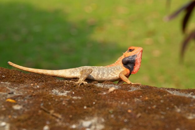 Agama dalla testa arancione sull'erba morbida e verde.