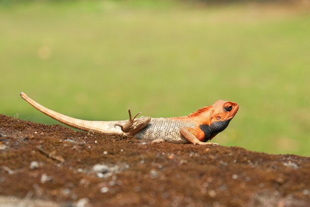 Agama dalla testa arancione sull'erba morbida e verde.