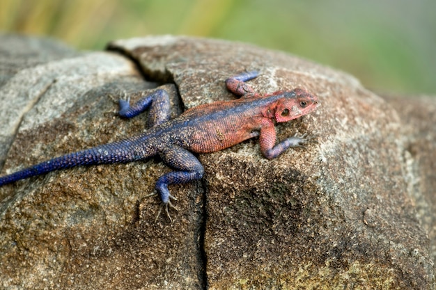 Agama di roccia dalla testa rossa, Tanzania, Africa