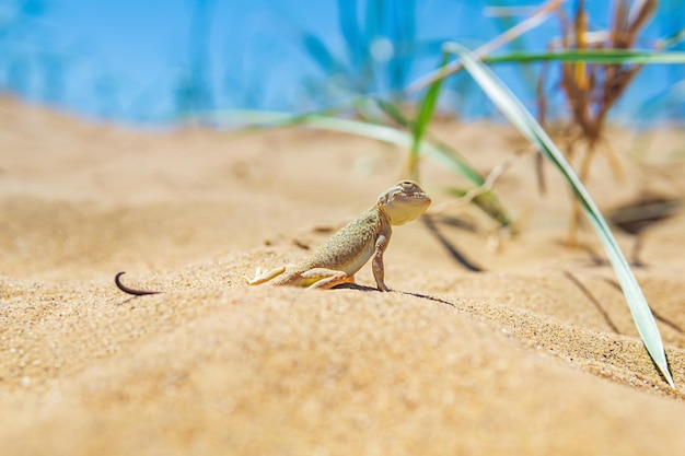 Agama testa di rospo lucertola tra l'erba secca delle dune