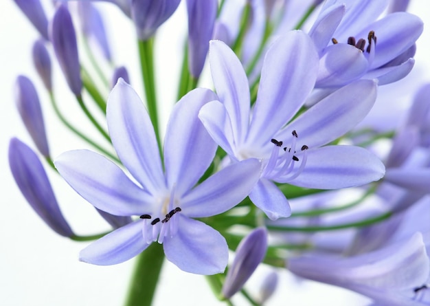 Agapanthus
