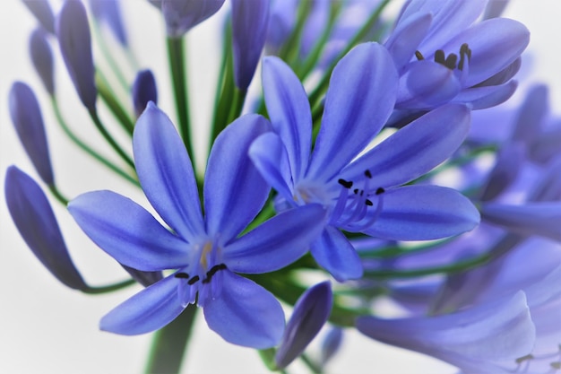Agapanthus