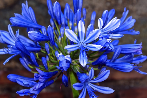 Agapanthus