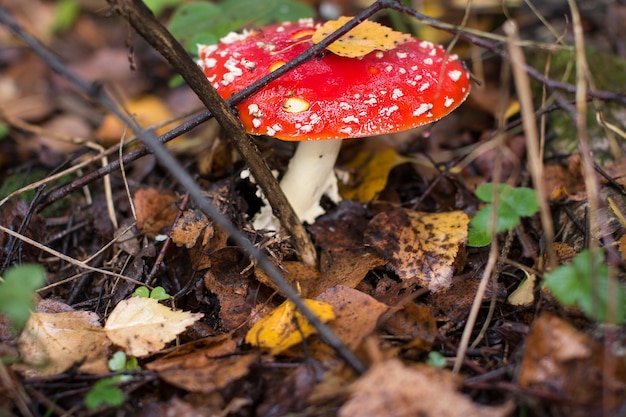 Agarichi di mosca rossa nella foresta autunnale. Bellissimi agarici velenosi