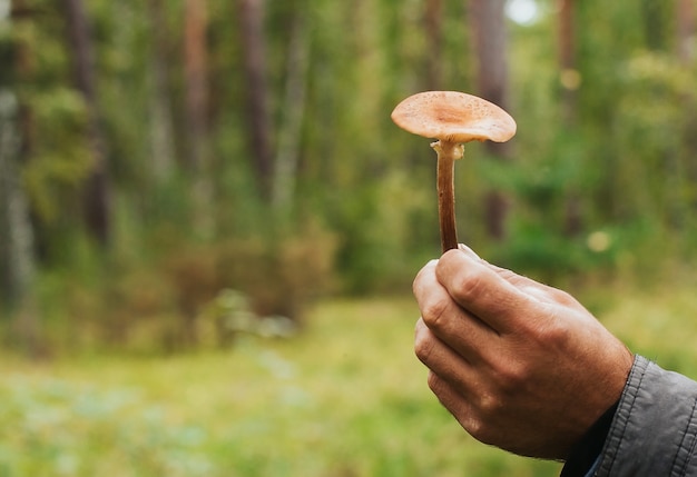 agarico di miele in mano a un uomo. raccogliere funghi