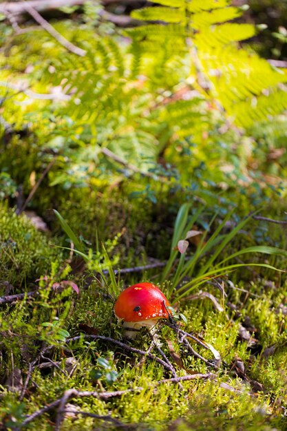 Agarico di mosca Amanita Muscaria fungo nella foresta Primo piano del fungo del cappuccio rosso