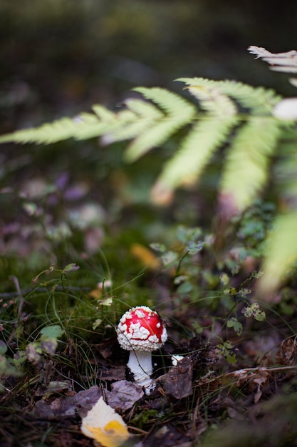 Agarico di mosca Amanita Muscaria fungo nella foresta Primo piano del fungo del cappuccio rosso