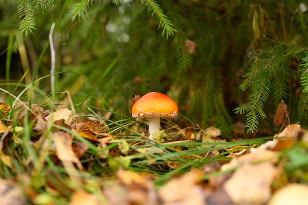 Agarico di mosca del fungo in erba sulla foresta di autunno. tossico e allucinogeno rosso velenoso amanita muscaria fungo macro close up in ambiente naturale