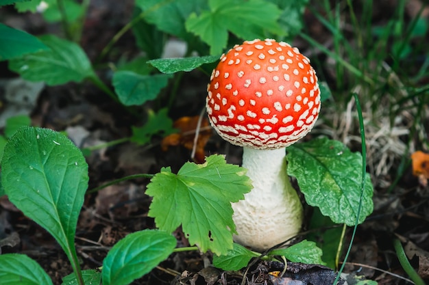 Agarico di mosca del fungo velenoso pericoloso e non commestibile