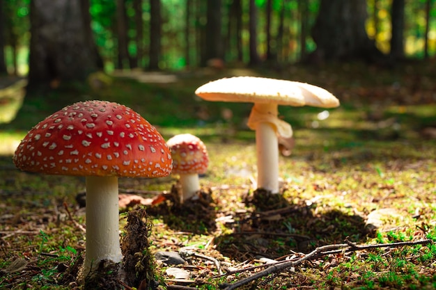 Agarico di mosca e fungo giallo chiaro