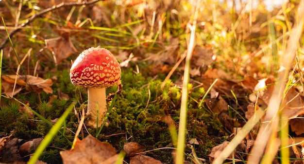 Agarico di mosca macchiato rosso nella foresta