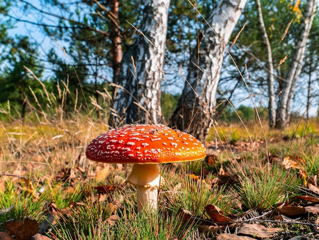 Agarico di mosca rossa del fungo non commestibile vicino all'albero di betulla