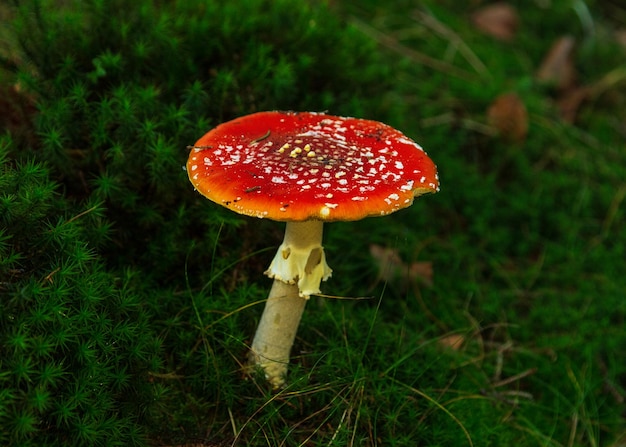 agarico di mosca rossa in una radura nella foresta