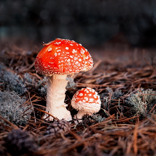 Agarico di mosca rosso brillante con brufoli bianchi in una radura della foresta