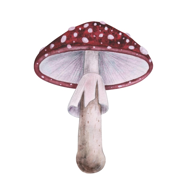 Agarico rosso con texture magica isolata su sfondo bianco Acquerello disegnato a mano amanita fungo velenoso schizzo iIllustration Art design stregoneria halloween strega decorazione biglietto di auguri