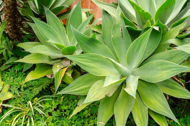 Agave attenuata è una specie di pianta da fiore della famiglia delle Asparagaceae