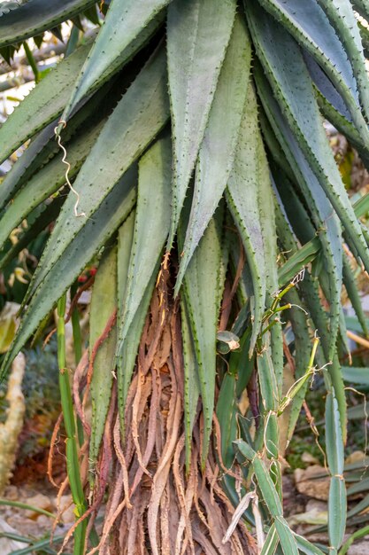 Agave da vicino