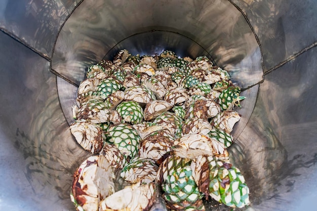 Agave di ananas già tagliato e pronto per essere cotto in forno