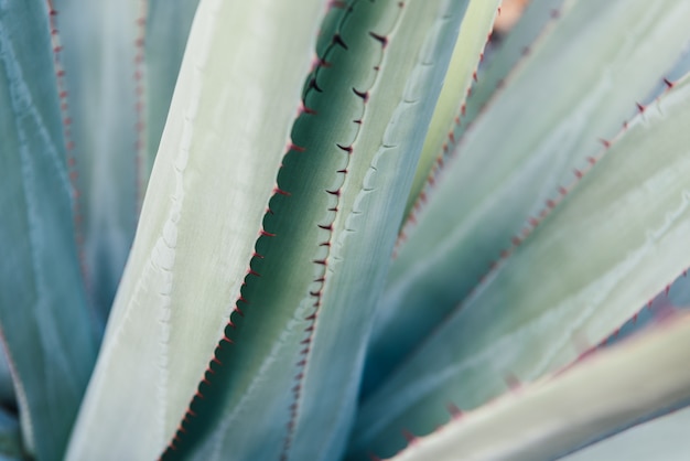 Agave parryi closeup