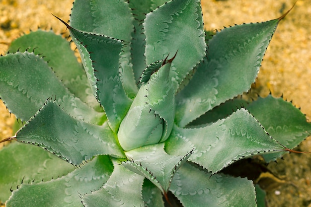 Agave potatorum in natura