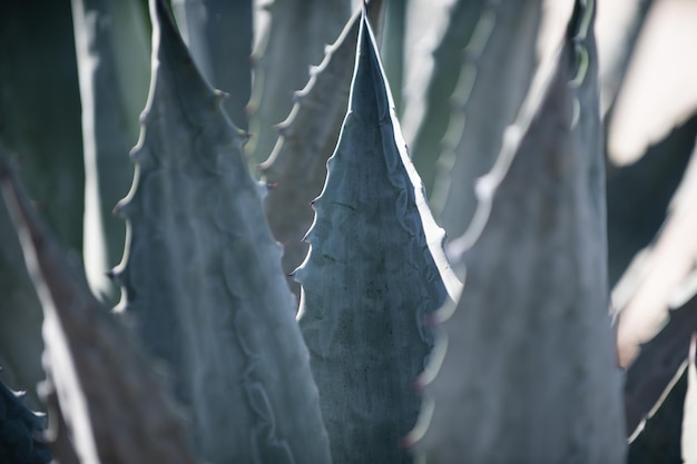 Agave primo piano Cactus backdround cactus design o motivo cactaceae