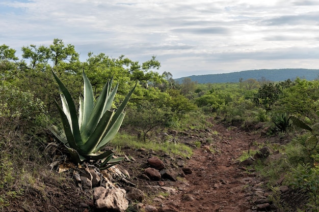 Agave Salmiana Paesaggio Armonia con il cielo e la terra