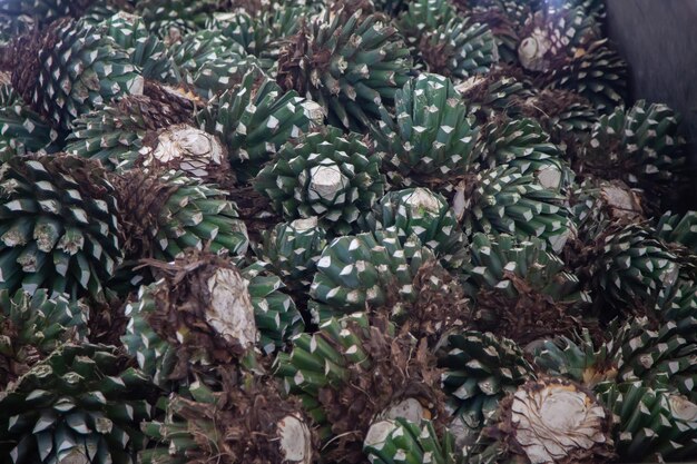 agave sbucciata per la produzione di tequila