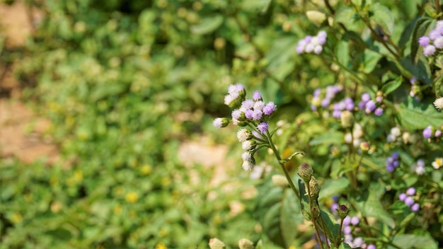 Ageratum conyzoides noto anche come alga bianca tropicale Bastardo argimonia Fiore di filo interdentale Erbaccia di capra